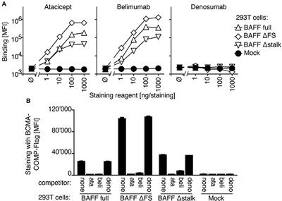 Inhibition of Membrane-Bound BAFF by the Anti-BAFF Antibody Belimumab